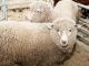 Куплю овец