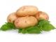 Продам картофель оптом от производителя