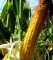семена кукурузы краснодарский 385