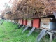 Продам пчел средне-русской породы