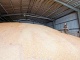 Продаем пшеницу фураж. 1000 т.