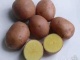 Качественный Тамбовский картофель
