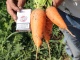 Морковь поздняя оптом