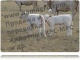 Продажа бычков на откорм на доращивания. С доставкой по РФ и СНГ