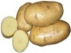 Семенной картофель из Беларуси