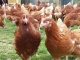 Курицы несушки породы Хайсекс Браун