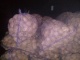 Картофель оптом от производителя из Удмуртской Республике