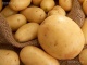 Семенной картофель Латона оптом