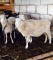 Овцы породы романовская эдельбай