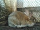 Кролики Фландры