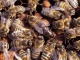 Пчелопакеты 10 шт. Ульи новые дадановские 12 рамок