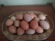 Яйца домашние куриные и перепелиные