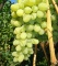 Весенние саженцы винограда