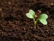 Компания «БиоГрунт» занимается оптовой продажей растительных удобрени