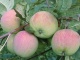 Продам яблоки урожая 2016 крупным, мелким оптом