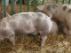 Домбрэ новая мясная порода свиней