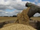 Зерно: Пшеница Ячмень Овёс Лён Отруби Семена подсолнечника