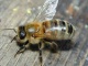 Пчелопакеты Карпатка в Томск доставка бесплатная