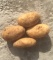 Картофель Египет