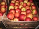 Яблоки оптом 65+ от производителя 41р/кг