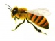 Продам Пчел Пчелопакеты