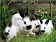 Куплю кроликов живым весом