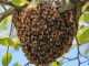 Продам пчелосемьи, мед