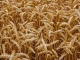 Семена озимой пшеницы Ермак
