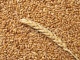 Семена озимой пшеницы Ермак, Станичная, Дон 105/107 и др