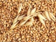 Семена озимой пшеницы Гром, Таня, Москвич