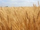 Семена озимой пшеницы(СНИИСК):Княгиня Ольга, Зустрич, Писанка, Украин