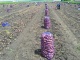 Картофель с полей напрямую от производителя