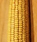 Семена кукурузы Ладожский 292 от завода