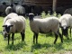 Овцы и Бараны Романовской породы