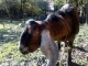 Англо-Нубийский Чистокровный племенной козел