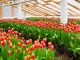 Цветовод в тепличный комплекс с тюльпанами
