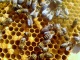 Пчелы. пчеломатки Карника