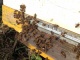 продам ульи с крепкими пчелиными семьями. Тверская область