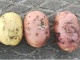 Молодой картофель от производителя
