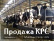 Продажа коров дойных,нетелей молочных пород в Грузию
