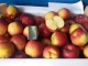 Продам яблоки крымские ОПТОМ