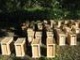 Пчелопакеты отводки пчеломатки Санкт-Петербург