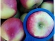 Яблоки оптом от производителя 41,50 руб./кг