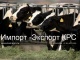 Продажа коров дойных,нетелей молочных пород в России