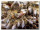 Пчеломатки 2021 Санкт-Петербург