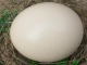 Инкубационное яйцо африканского страуса