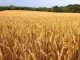 Озимая пшеница 500 тонн, 4 класс от производителя