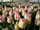 Тюльпаны оптом к 8 марта от производителя