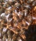 Пчеломатки в наличии Санкт-Петербург