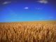 Семена пшеницы озимой : Еланчик, Тимирязевка 150,Граф, Степь, Веха,